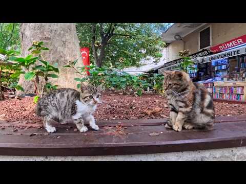 本屋街で暮らす子猫たちが可愛すぎて足が止まった…癒しの猫たちの日常(YouTube)