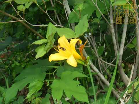 井の頭自然文化園 花ごよみ動画 ニッコウキスゲの開花(YouTube)