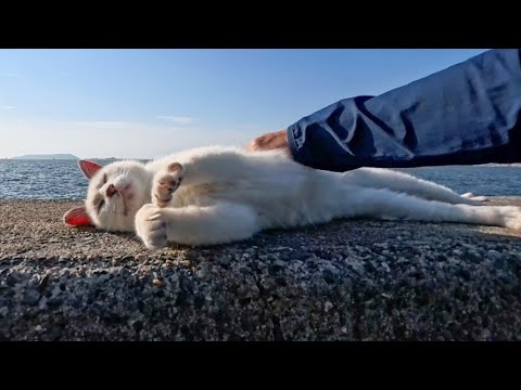 会うと必ず挨拶してくる猫ちゃん、今日は防波堤の上で気持ちよさそうにお昼寝していました(YouTube)