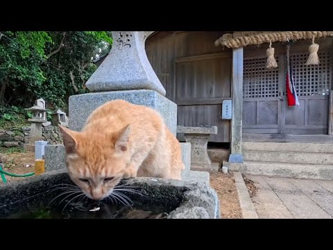 神社で手水を飲む猫ちゃん(YouTube)