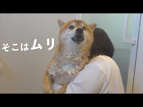 柴犬の一番苦手なところを洗ったら、急に話しかけてきました(YouTube)