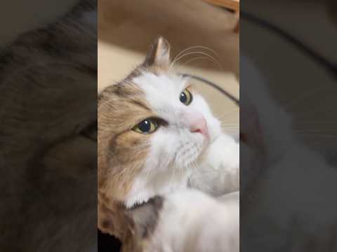 ほら見てガタガタやねん(YouTube)