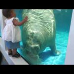 セイウチ の『ツララ』 (鳥羽水族館) 2022年7月17日(YouTube)