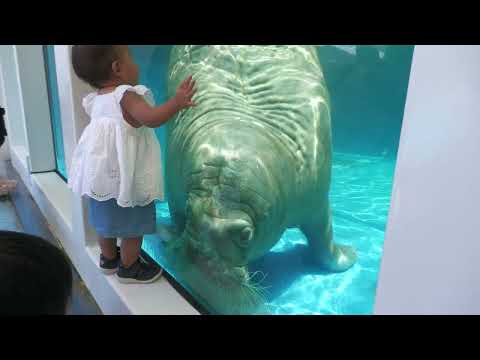 セイウチ の『ツララ』 (鳥羽水族館) 2022年7月17日(YouTube)