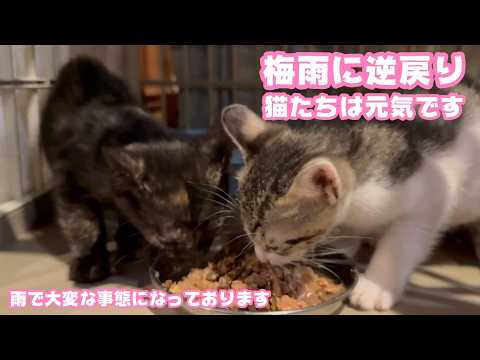 子猫達も順調 猫達はみんな元気です 人はダウン笑  雨で大変な事になってます   2026 06 10 1(YouTube)