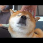 少し悲しいことがありました。(YouTube)