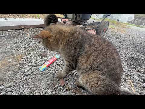 奪ったものの食べて良いのか迷う猫(YouTube)