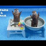 カワウソ達に新しいプールあげたら喜び全開だーっ！　Otters Get Their Paws on a New Pool!(YouTube)