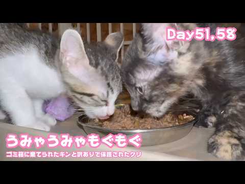 うみゃうみゃもぐもぐ たべるだからね  ゴミ箱に棄てられたキンと訳ありで保護されたクリ  Day51,58  2026 06 07 1(YouTube)