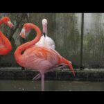 ヨーロッパフラミンゴ と ベニイロフラミンゴ (鳥羽水族館) 2022年7月17日(YouTube)