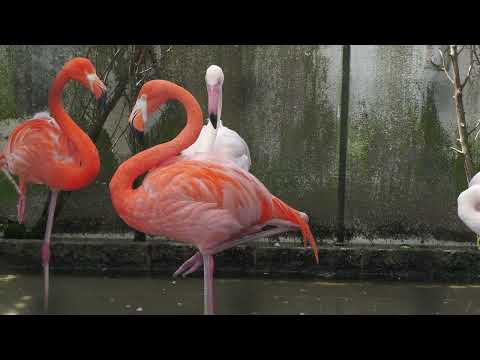 ヨーロッパフラミンゴ と ベニイロフラミンゴ (鳥羽水族館) 2022年7月17日(YouTube)