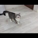 お出かけしたくて「ドアを開けろ！」とデカい声で鳴いてくる猫に困ってます…(YouTube)