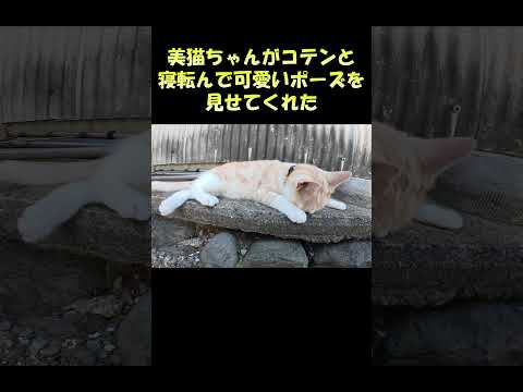 美猫ちゃんがコテンと寝転んで可愛いポーズを見せてくれた #猫 #ねこ #cat(YouTube)
