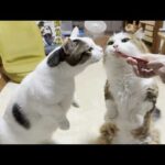 競っておやつを狙うモフモフともちもちのぬいぐるみ(YouTube)