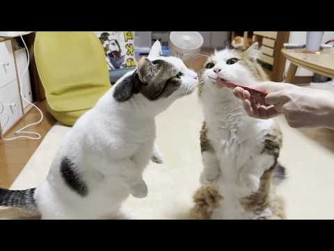 競っておやつを狙うモフモフともちもちのぬいぐるみ(YouTube)