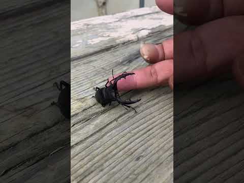K9(YouTube)