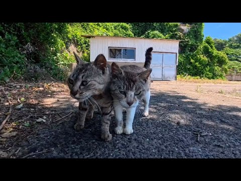 漁港にいた猫たちがかわいすぎた(YouTube)
