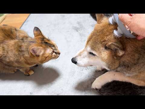 柴犬がとろけていると目の前で見つめる末っ子猫が可愛すぎました(YouTube)