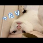 おもしろすぎるポーズでくつろぐ猫チロさんｗ(YouTube)
