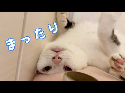 おもしろすぎるポーズでくつろぐ猫チロさんｗ(YouTube)