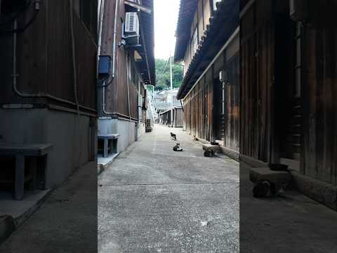 路地裏猫会議…出席出来ず(YouTube)
