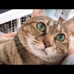 飼い主や柴犬に甘える猫がポーカーフェイスすぎて可愛くてたまりません(YouTube)
