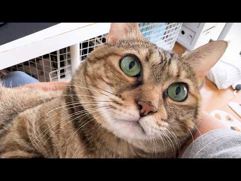 飼い主や柴犬に甘える猫がポーカーフェイスすぎて可愛くてたまりません(YouTube)
