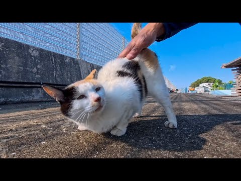 漁港で出会った背中にハート模様の三毛猫ちゃん、モフられに来てくれたのが可愛すぎた(YouTube)
