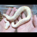 産まれてから一度も餌を食べずに痩せ細った蛇を引き取りました(YouTube)