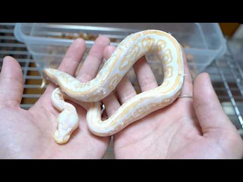 産まれてから一度も餌を食べずに痩せ細った蛇を引き取りました(YouTube)