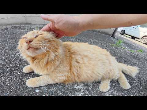 人間にモフられると、ゴロゴロが止まらなくなるライオン猫ちゃん(YouTube)