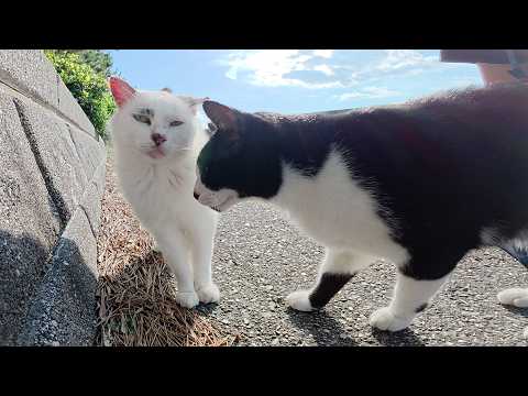 ハチワレ猫がマロ猫に喧嘩を売るので仲裁してナデナデした(YouTube)