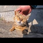 猫島の通りで眠る猫をナデナデしたら…最高に癒された瞬間(YouTube)