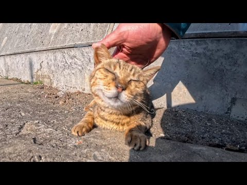 猫島の通りで眠る猫をナデナデしたら…最高に癒された瞬間(YouTube)