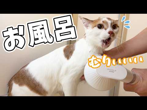1年ぶりに怪獣トロをお風呂にいれます…！(YouTube)