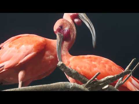 ショウジョウトキ と カピバラ (鳥羽水族館) 2022年7月17日(YouTube)