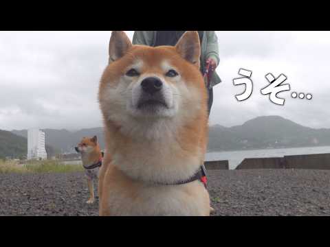海まで来た柴犬を待っていたのは、悲しすぎる現実でした(YouTube)
