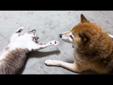 はしゃぎ過ぎた姫猫、柴犬に見つめられた結果…(YouTube)