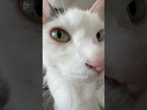 0距離でご飯を待つ猫w #shorts(YouTube)