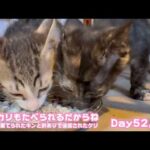 カリカリも食べちゃうだからね  ゴミ箱に棄てられたキンと訳ありで保護されたクリ  Day52,59   2026 06 08 2(YouTube)