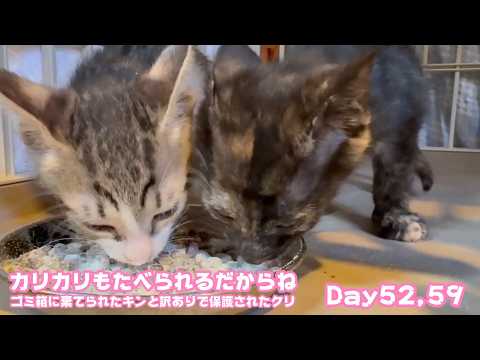 カリカリも食べちゃうだからね  ゴミ箱に棄てられたキンと訳ありで保護されたクリ  Day52,59   2026 06 08 2(YouTube)