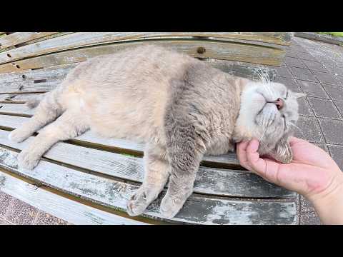 トトロ猫のお腹をマッサージしていると、いびきをかいて眠ってしまった(YouTube)