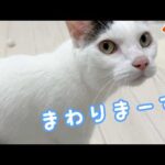 ママの周りをぐるぐる回るチロさん…ｗ(YouTube)