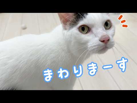 ママの周りをぐるぐる回るチロさん…ｗ(YouTube)