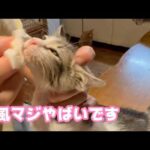 台風マジでやばいです   2026 06 01 1(YouTube)