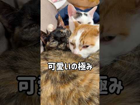 猫団子の幸せ空間がこちらです！ #shorts(YouTube)