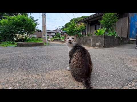 猫島の路地で出会った猫ちゃん、撫でたら嬉しそうにゴロンして可愛すぎた(YouTube)