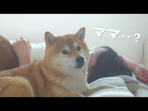 ママの足に異変…柴犬が見せた優しさに涙が出ました(YouTube)