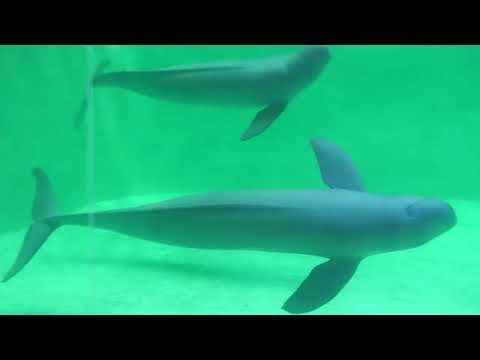 スナメリ (鳥羽水族館) 2022年7月17日(YouTube)