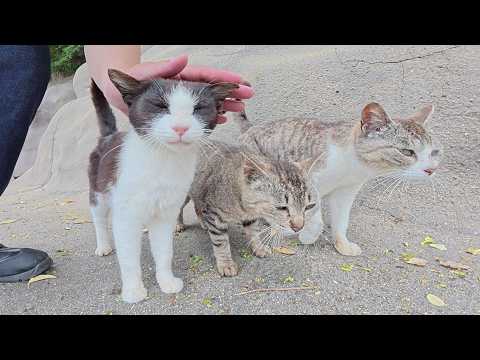 ロッククライミング中の猫をモフっていたら仲間達がワラワラと集まってきた(YouTube)